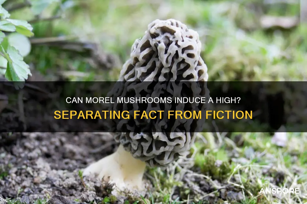 will morel mushrooms get you high