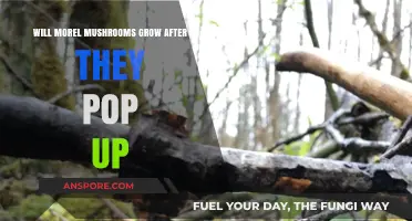 Do Morel Mushrooms Regrow After Emerging? A Forager's Guide