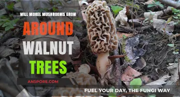 Do Morel Mushrooms Thrive Near Walnut Trees? Exploring the Connection
