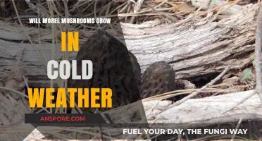 Can Morel Mushrooms Thrive in Chilly Temperatures? A Cold-Weather Guide