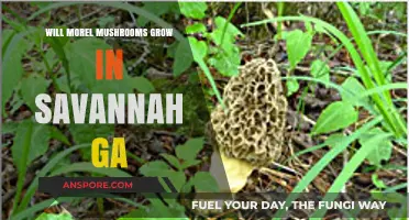 Can Morel Mushrooms Thrive in Savannah, GA's Unique Climate?