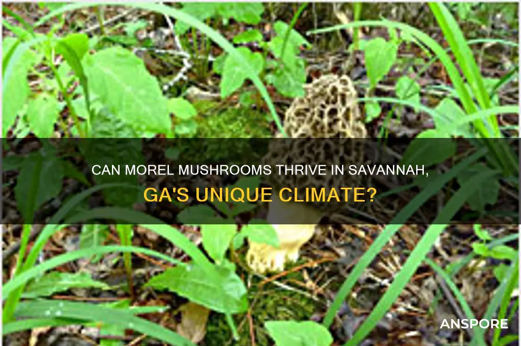 will morel mushrooms grow in savannah ga