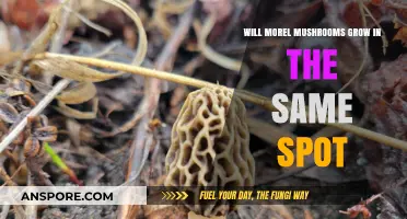 Do Morel Mushrooms Return to the Same Spot Yearly?