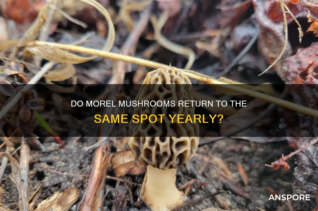 will morel mushrooms grow in the same spot