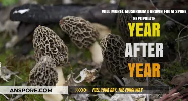 Can Morel Mushrooms from Spores Return Annually? A Growth Guide