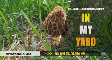 Can Morel Mushrooms Thrive in Your Backyard? A Growing Guide