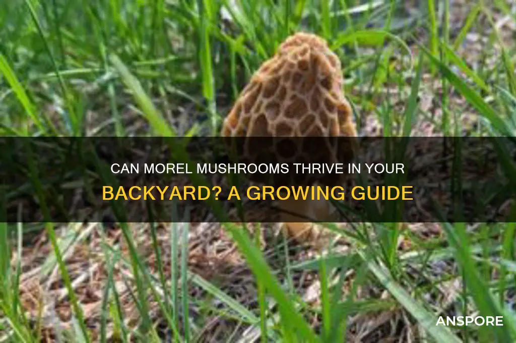will morel mushrooms grown in my yard