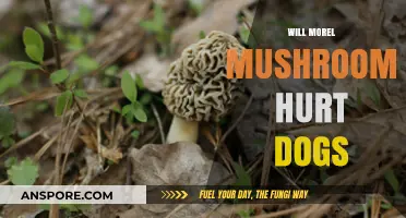 Can Morel Mushrooms Harm Dogs? A Pet Owner's Guide