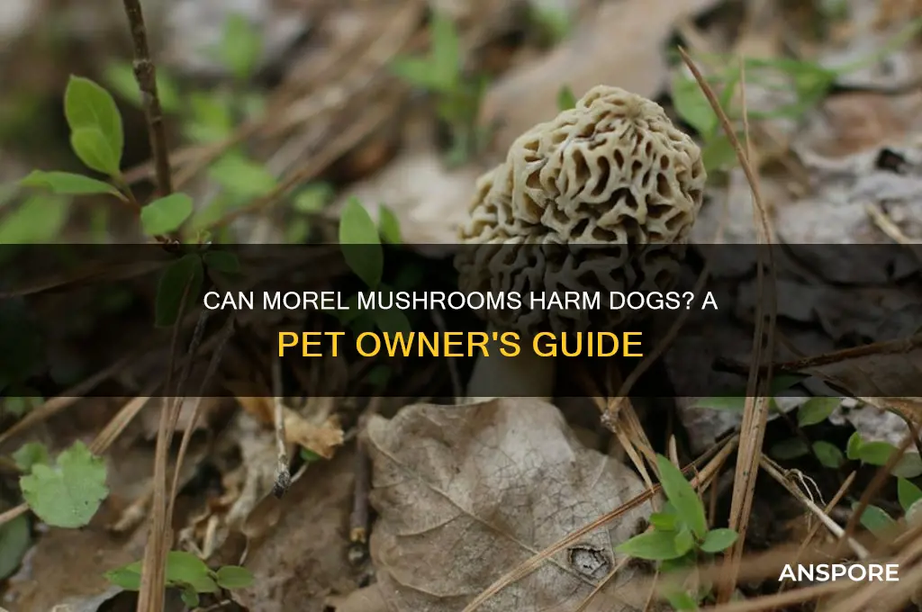 will morel mushrooms hurt dogs