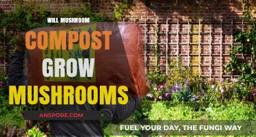 Can Mushroom Compost Actually Grow Mushrooms? Unveiling the Truth