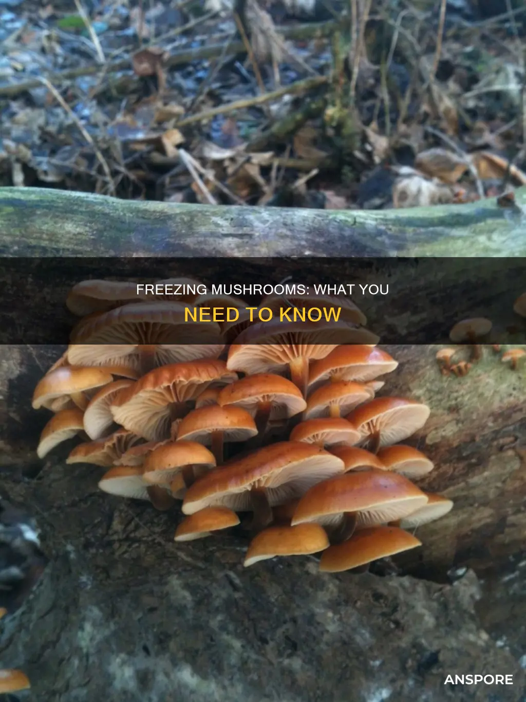 will mushroom freeze