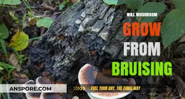 Can Bruising Trigger Mushroom Growth? Exploring the Fungal Phenomenon