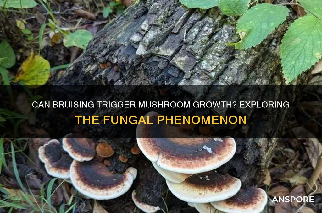 will mushroom grow from bruising
