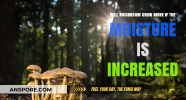 Boosting Mushroom Growth: The Impact of Increased Moisture Levels