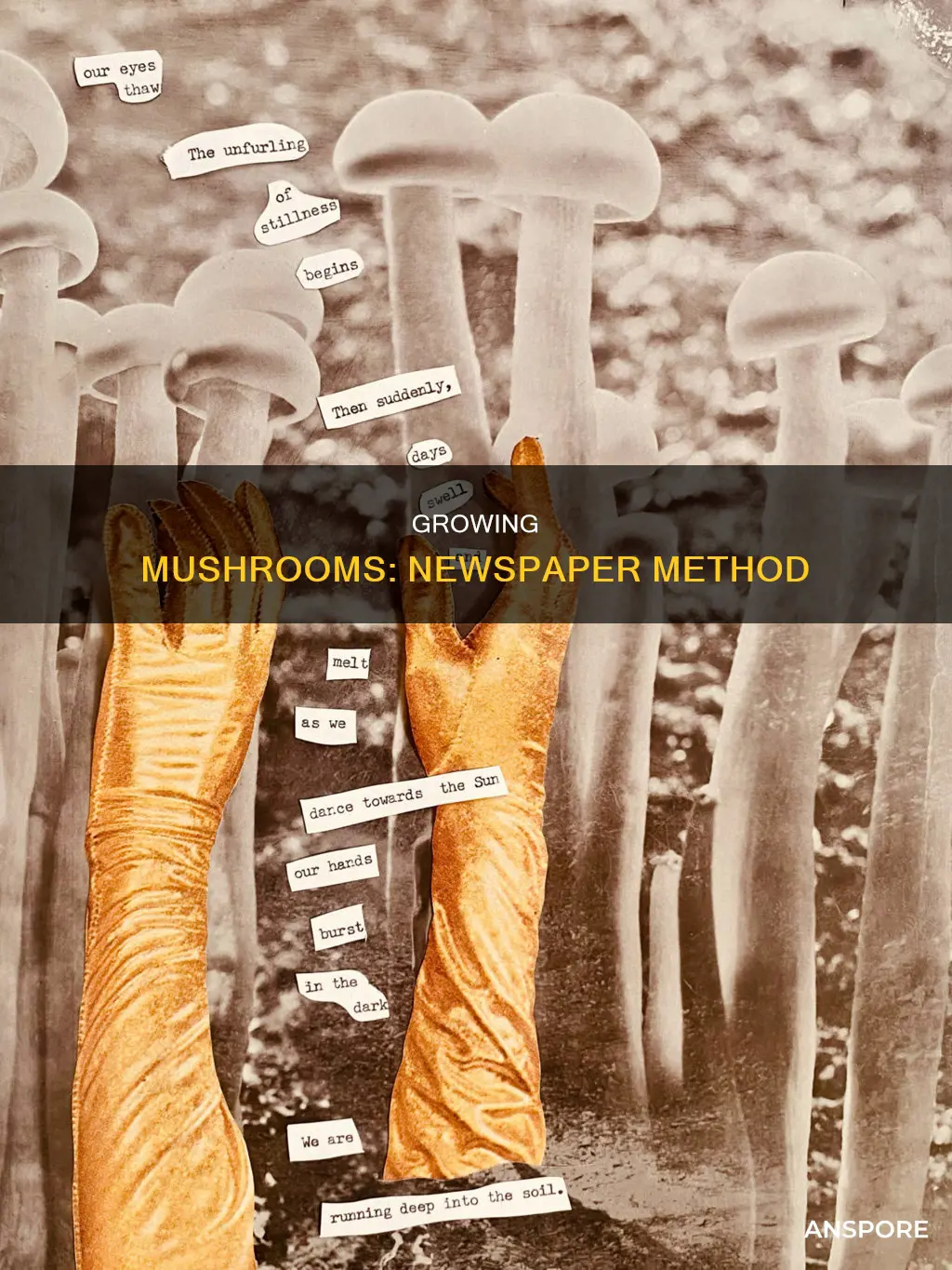 will mushroom growin newspaper