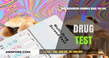 Mushroom Gummies and Drug Tests: What You Need to Know