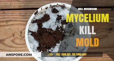 Mushroom Mycelium: Mold's Natural Enemy