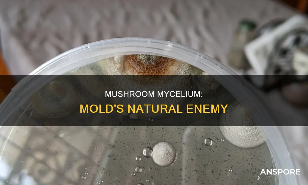 will mushroom mycelium kill mold