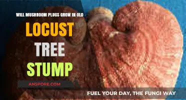 Growing Mushroom Plugs in Old Locust Tree Stumps: A Viable Option?