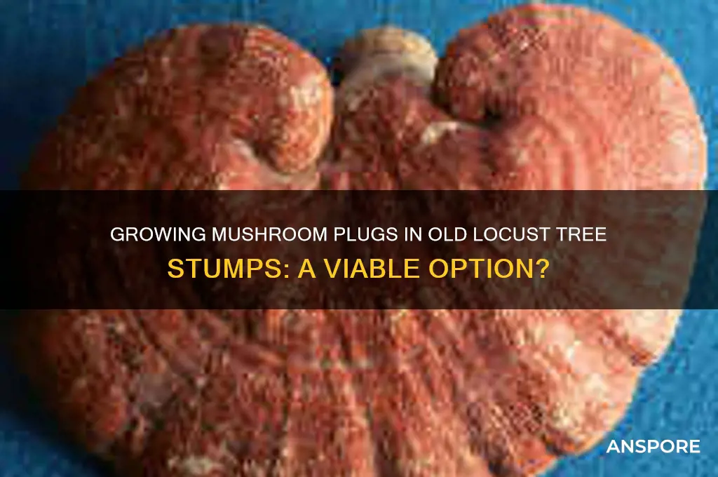 will mushroom plugs grow in old locust tree stump