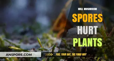 Mushroom Spores: Are They Harmful to Plants?