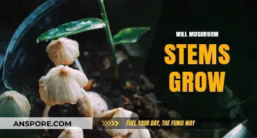 Do Mushroom Stems Regrow After Harvesting? A Comprehensive Guide