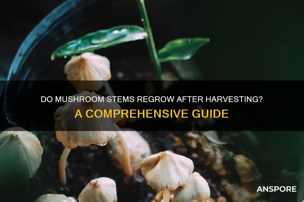 will mushroom stems grow