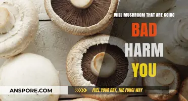 Spoiled Mushrooms: Are They Safe to Eat or Harmful?