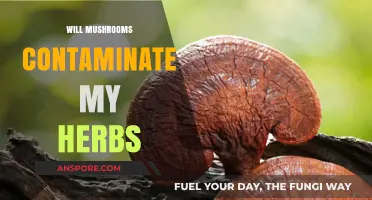 Mushroom's Contamination Risk to Herbs: What You Need to Know