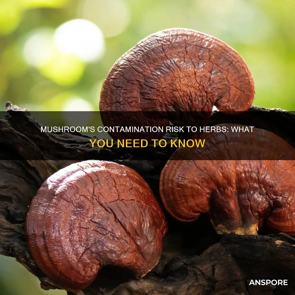 will mushrooms contaminate my herbs