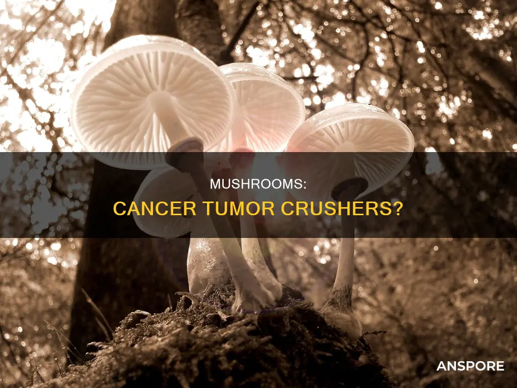 will mushrooms crushes cancer tumors