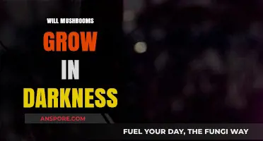 Can Mushrooms Thrive in Complete Darkness? Exploring Fungal Growth Conditions