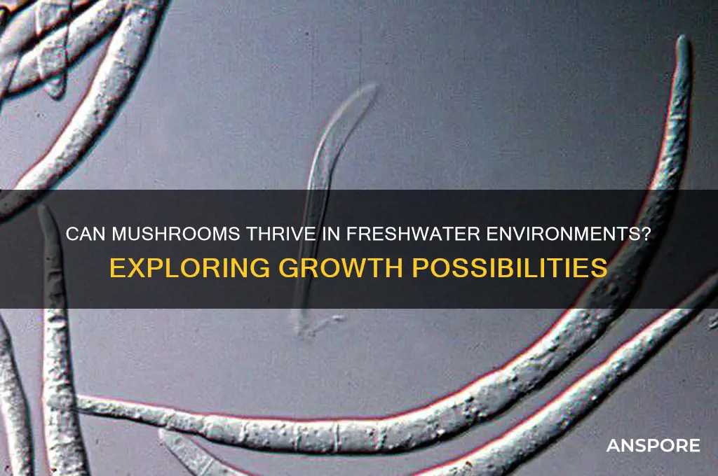 will mushrooms grow in freshwater