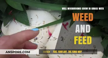 Can Mushrooms Thrive in Grass Treated with Weed and Feed?