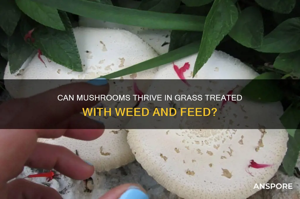 will mushrooms grow in grass with weed and feed