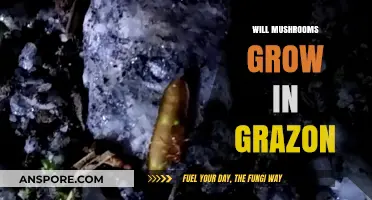 Grazon's Impact on Mushroom Growth: Can Fungi Thrive in Treated Soil?