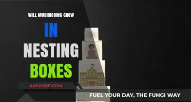 Mushrooms in Nesting Boxes: Unlikely Growth or Hidden Danger?