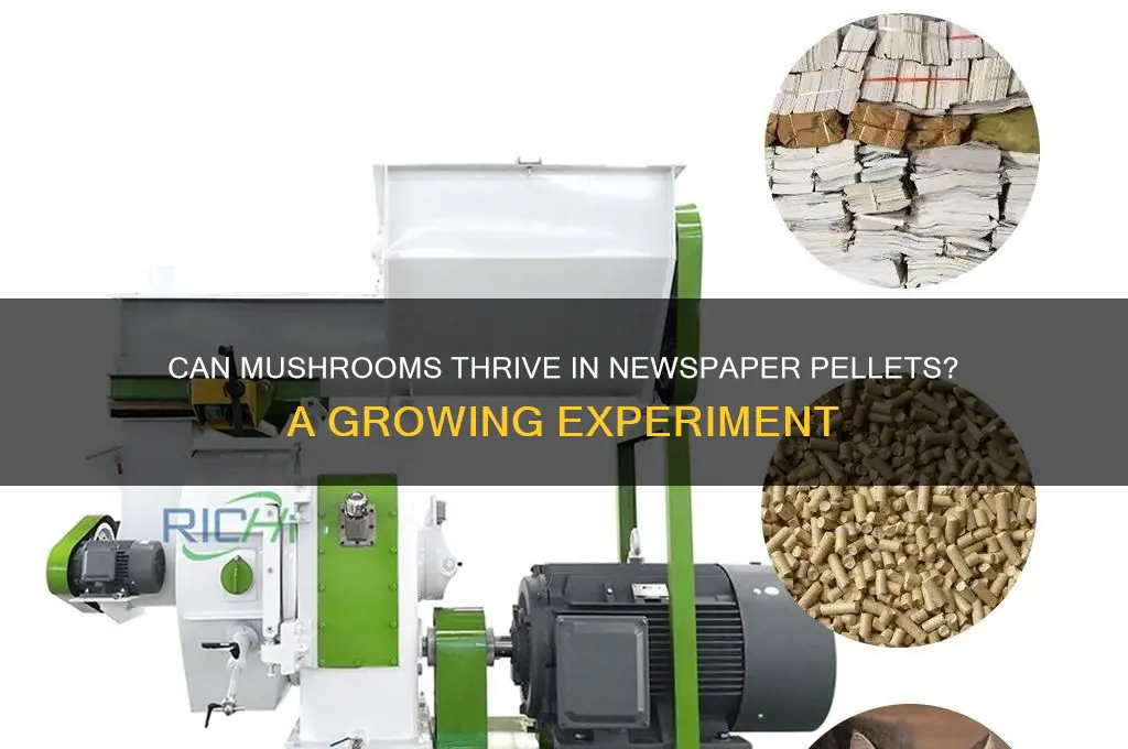 will mushrooms grow in newspaper pellets