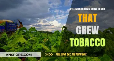 Can Mushrooms Thrive in Soil Previously Used for Tobacco Cultivation?