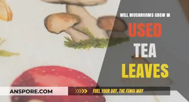 Can Used Tea Leaves Be a Fertile Ground for Growing Mushrooms?