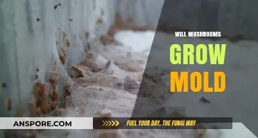 Do Mushrooms Grow Mold? Understanding Fungal Growth and Risks