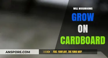 Can Mushrooms Thrive on Cardboard? Exploring Unconventional Growing Mediums