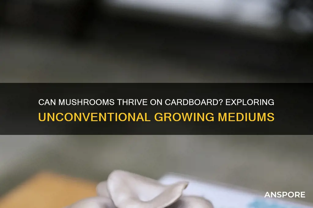 will mushrooms grow on cardboard