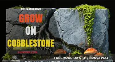 Can Mushrooms Thrive on Cobblestone Surfaces? Exploring Growth Possibilities