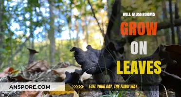Can Mushrooms Thrive on Leaves? Exploring Fungal Growth Habits