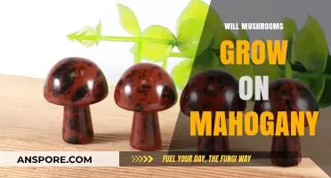 Can Mushrooms Thrive on Mahogany Wood? Exploring Growth Possibilities