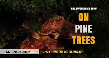 Can Mushrooms Thrive on Pine Trees? Exploring Fungal Growth Habits