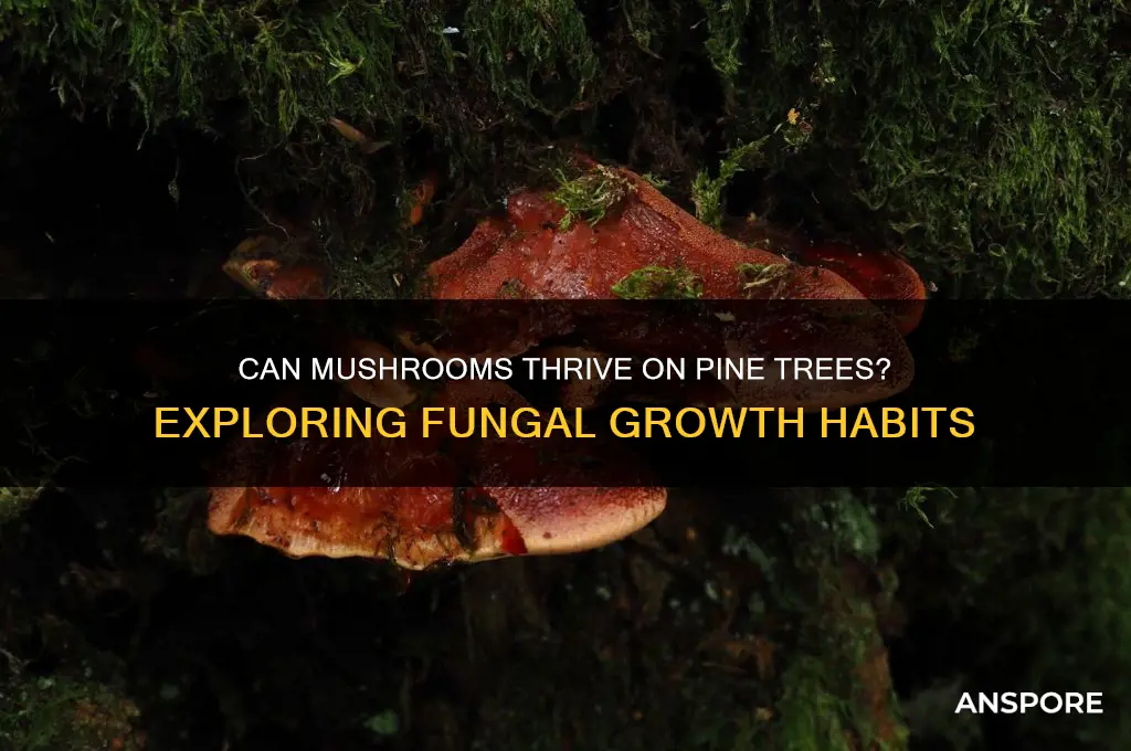 will mushrooms grow on pine trees