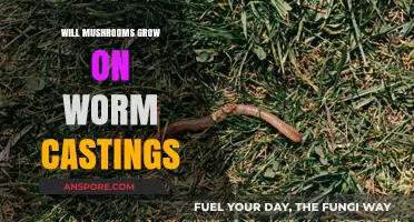 Can Mushrooms Thrive on Worm Castings? A Gardening Experiment