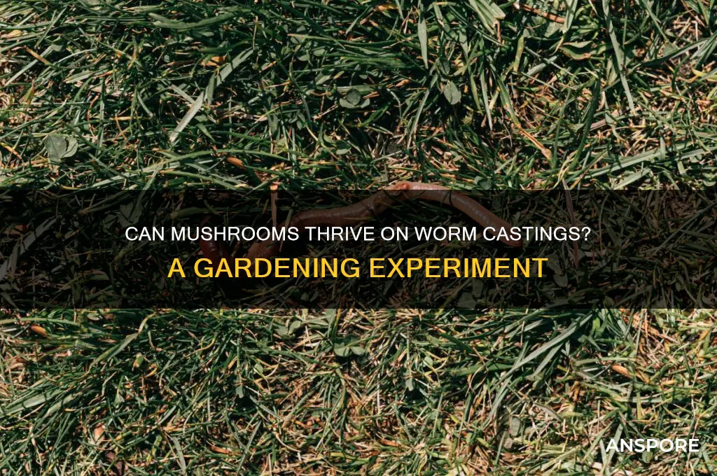 will mushrooms grow on worm castings